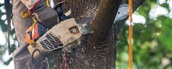 Trusted Keyes, CA Tree Services Experts