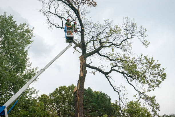 How Our Tree Care Process Works  in  Keyes, CA